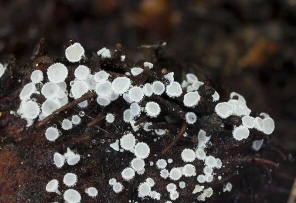 Lachnum virgineum