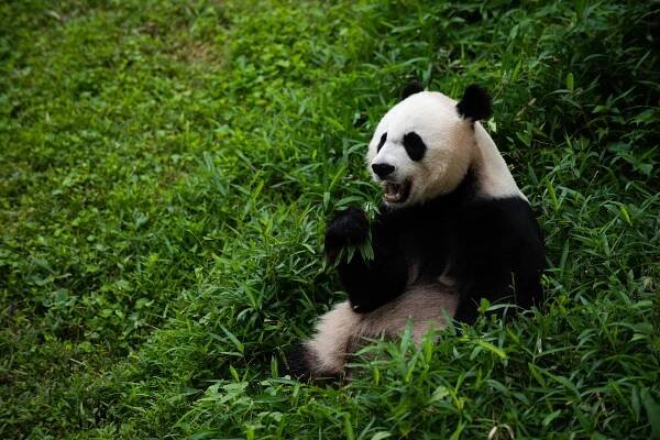 Mei Xiang eating bamboo. 
