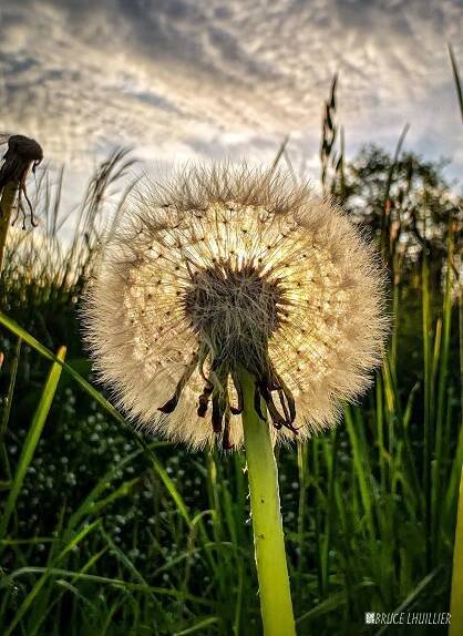 Sarah Fuhro Star-Flower Alchemy | Follow the Moon's Cycle
