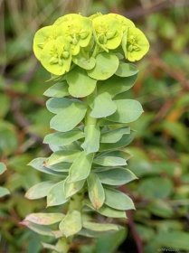 Pryšec myrtovitý (Euphorbia myrsinites)