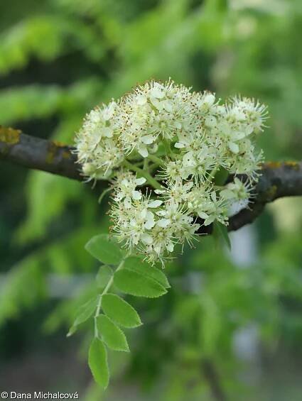 Sorbus domestica – jeřáb oskeruše, oskeruše
