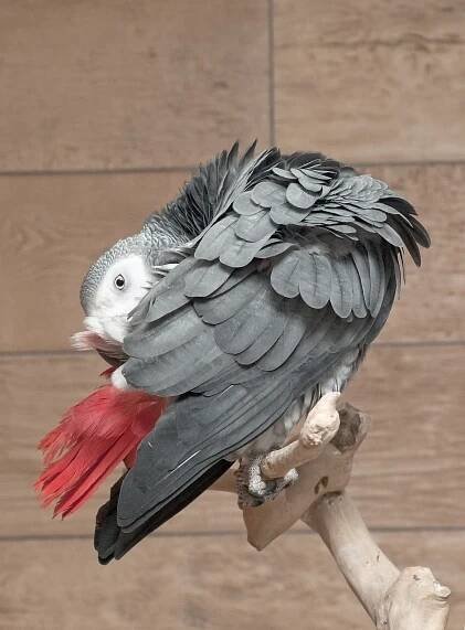 Psittacus erithacus - Wikimedia Commons