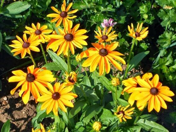 Rudbeckia marmeláda