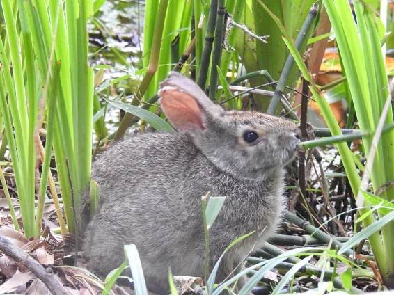 Bunny Encounter — ABNC