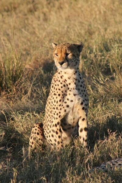 Základová fotografie na téma acinonyx jubatus, africké divoké zvěře, afrika, chování zvířat, divočina, divoká kočka, divoká