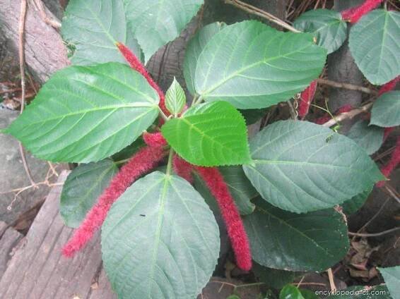 Akalyfa srstnatá (Acalypha hispida)