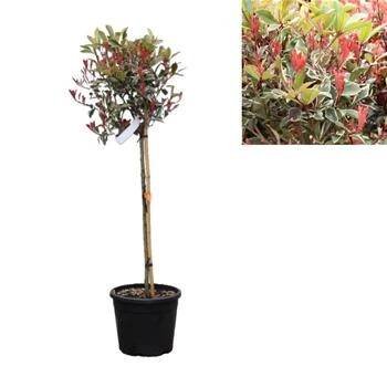 Blýskalka Fraserova Pink Marble kmínek 1/2, květináč 18 litrů