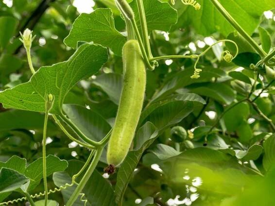 Bottle Gourd Farming and Cultivation- Calabash / Dudhi
