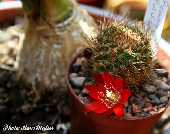 opuntia – Desert Plants Of Avalon