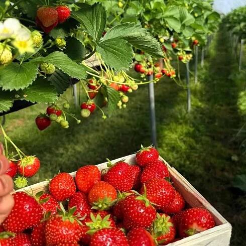 Čerstvé jahody - Farma Vraňany