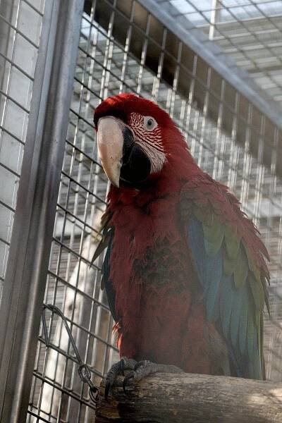Čtrnáct let od otevření Papouščí zoologické zahrady v Bošovicích. Chystá program