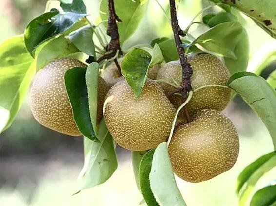 Nashi hrušně patří do čeledi růžovitých (Rosaceae)