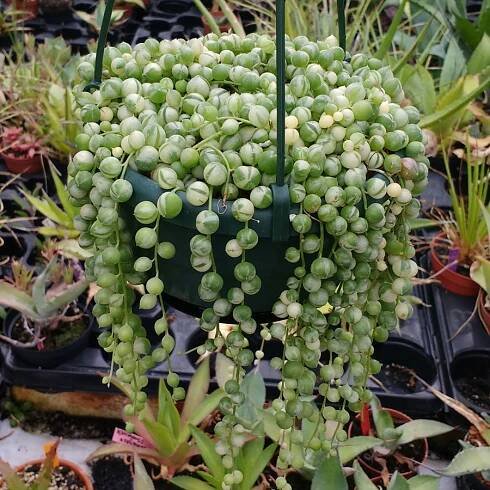 Senecio rowleyanus variegata - String of Pearls - Cuttings - Image 6