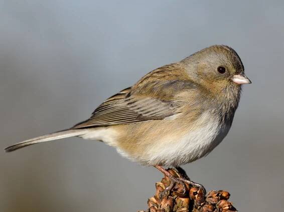 Female/immature (Slate-colored) - ML297900621