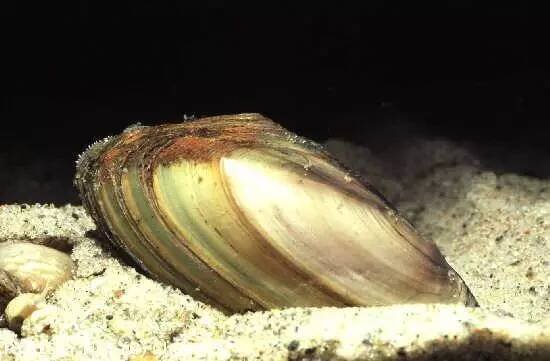 Pseudanodonta complanata | © CheaSy2