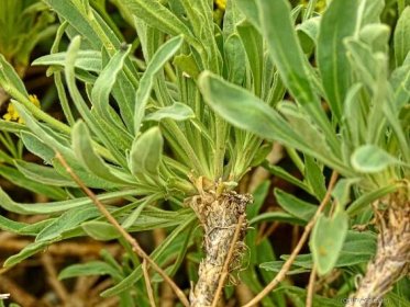 Tařice skalní - Aurinia saxatilis, listy