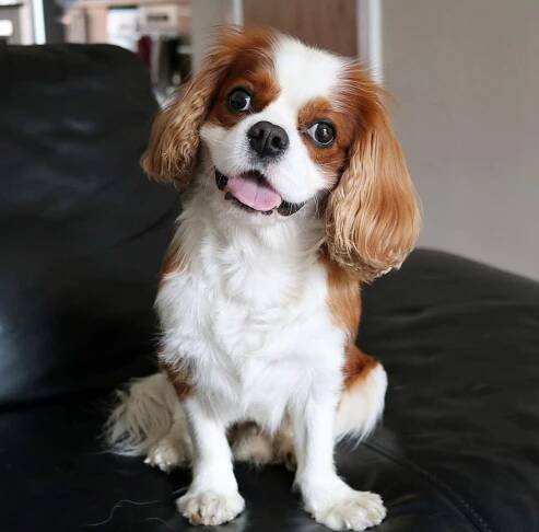tan-and-white cavalier king charles spaniel