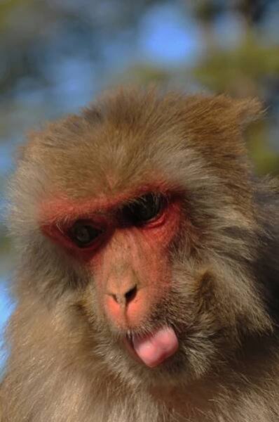 Hanuman langur