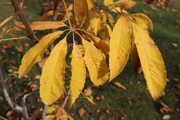 Atlas - fotogalerie: aesculus; listy podzim 1