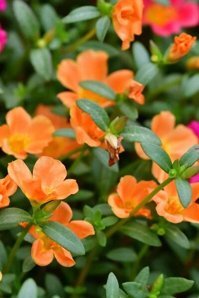 Portulaca flower