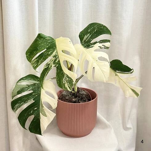 Monstera deliciosa ‘Albo-Variegata’ halfmoon a celé bílé listy