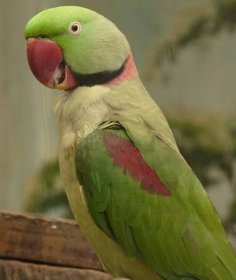 Soubor:Alexandrine Parakeet (Psittacula eupatria), Jurong Bird Park, Singapore - 20090613.jpg – Wikipedie