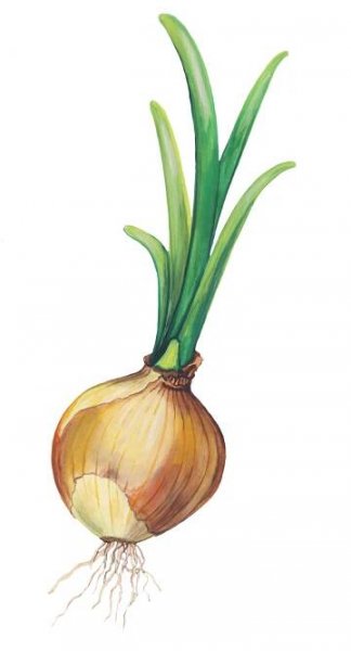 Herbář — CULINA BOTANICA