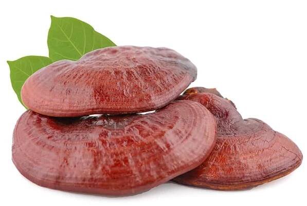 Reishi a histaminová intolerance: Jaký může mít houba vliv - Reishi, Ganoderma, Lingzhi, Lesklokorka lesklá