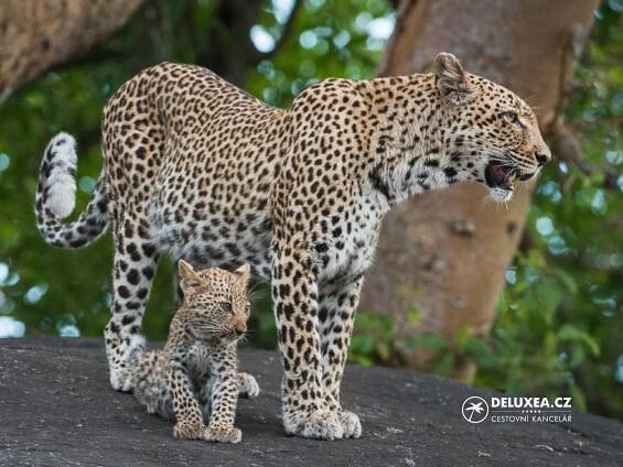 Sabi Sabi Bush Lodge 5* - DELUXEA