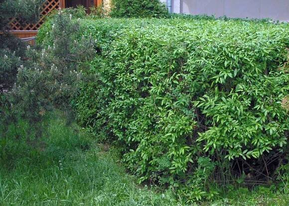 Ptačí zob (Ligustrum vulgare)