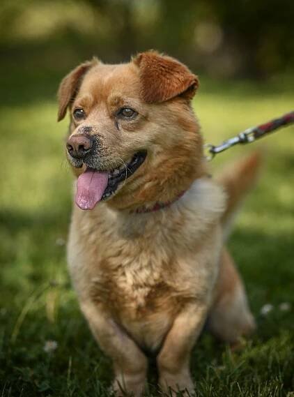 Psi k adopci z útulků, azylů a neziskových organizací