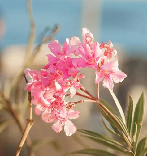 A close up of a pink flower on a plant