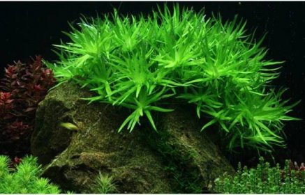 Heteranthera zosterifolia in-vitro 1-2-Grow! » Krevetkárium