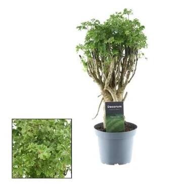 Polyscias "Parsley" bonsaj