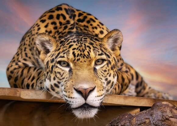 Jaguar | Zoo de Granby