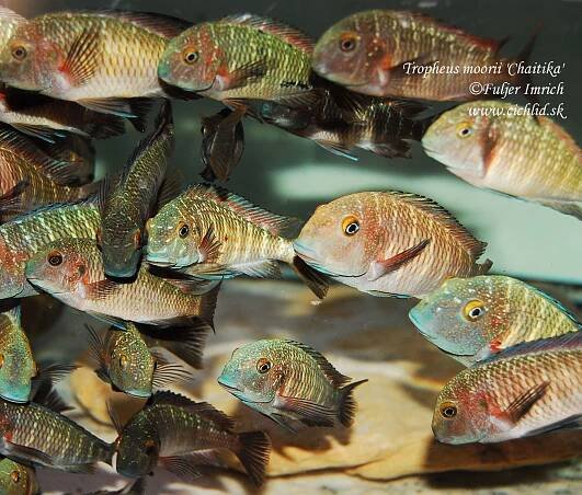 Tropheus moorii 'Cape Chaitika'