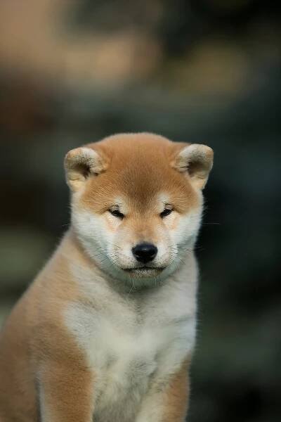 LITTER A. SHIOMARU Shiba and Akita Inu Kennel
