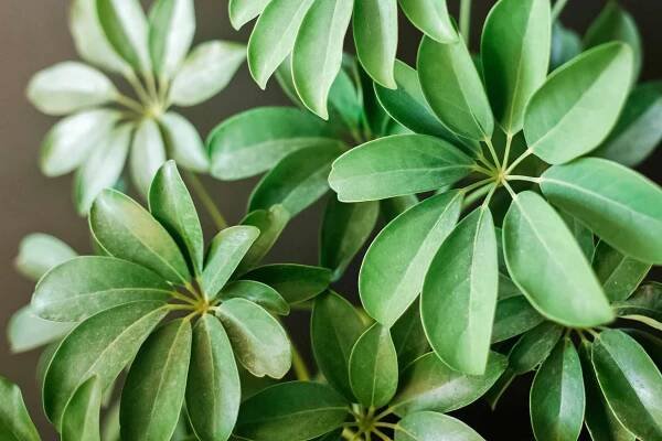 closeup of schefflera arboricola