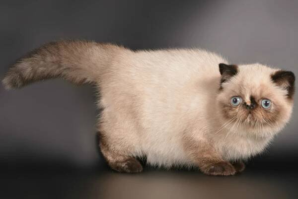 Shaparack Cattery | Cat Kitten for Sale | Exotic Persian Himalayan Scottish Cats |