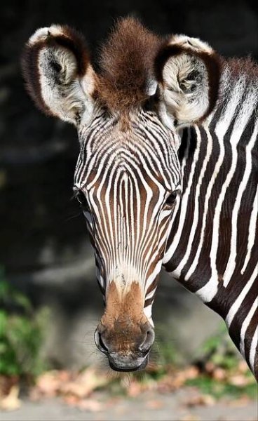 Koňovití - Novinky - Chov v roce 2023: Safari Park Dvůr Králové | ZakBook