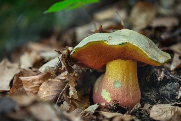 Hřib satan (Rubroboletus satanas)