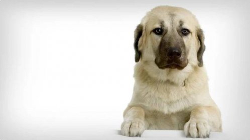 Anatolský pastevecký pes – Ochrance stád a oddaný společník