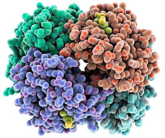 Different Types of Cell Proteins and What They Do