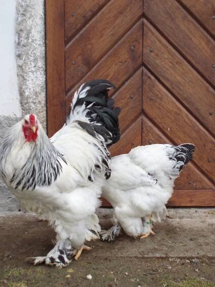 Brahmánka velká světlá | ZOOfarma
