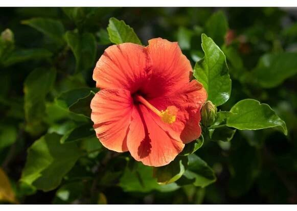 Ibišek (Hibiscus) | Rozvoz květin Praha - Květinářství Praha