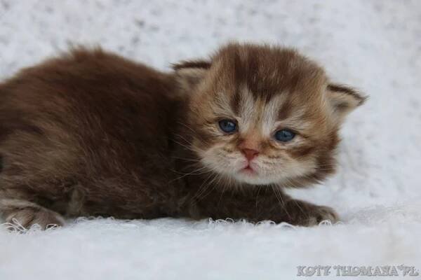Koty Thomasa.:.Maine Coon.:.Brytyjskie Długowłose.:.