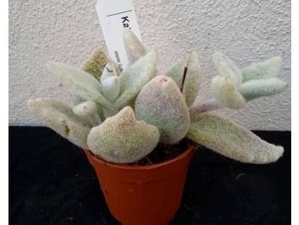Kalanchoe eriophylla