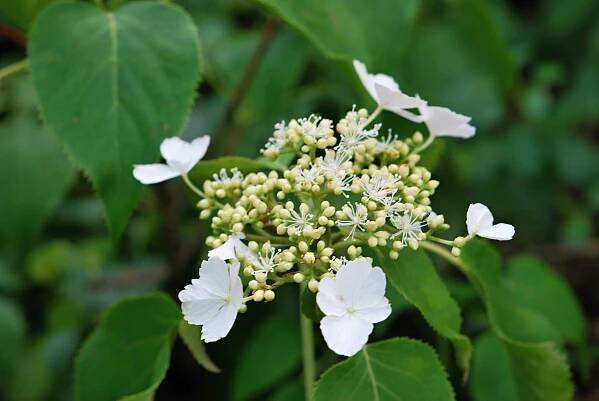 Hydrangea petiolaris - hortenzie řapíkatá - květ 