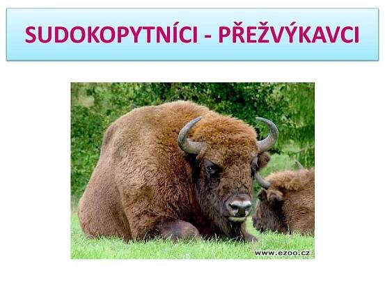 PPT - SUDOKOPYTNÍCI - PŘEŽVÝKAVCI PowerPoint Presentation, free download - ID:6289010
