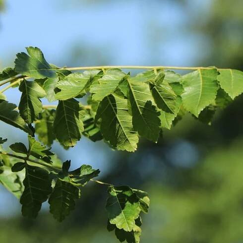 Paniculate mydlice